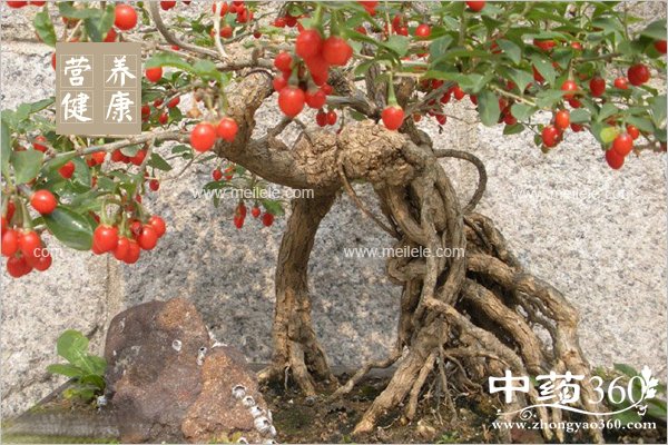 gouqigendegongxiaoyuzuoyong