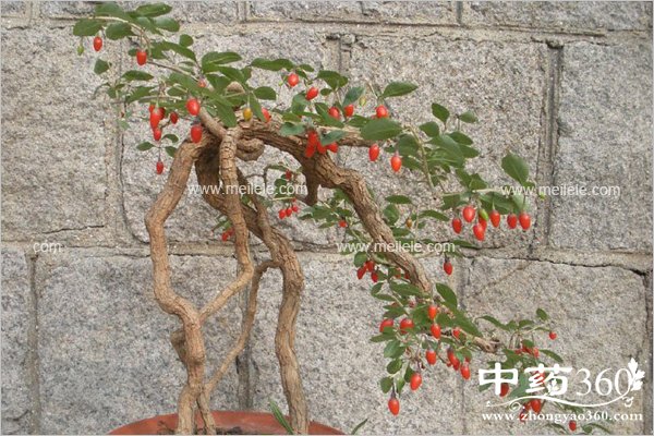 gouqigendegongxiaoyuzuoyong