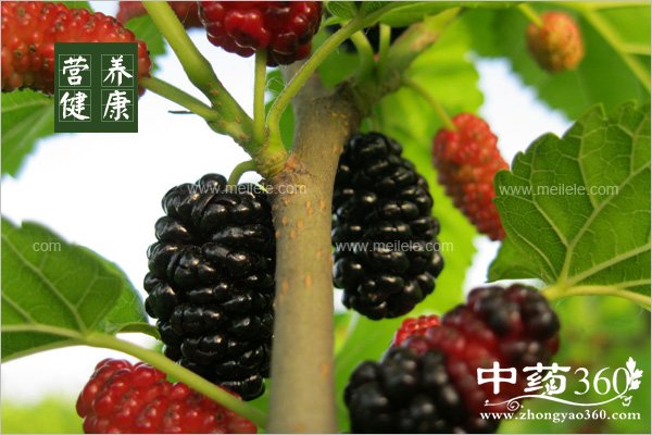 sangshenjiudegongxiaoyuzuoyong