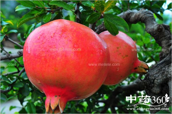 xiapibunengheshenmeyiqichi