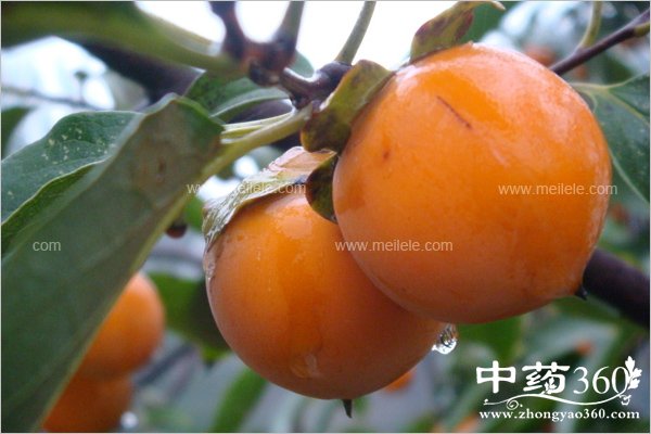 xiapibunengheshenmeyiqichi