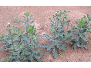 �������ӹ���Ѫ�����Ʒ���