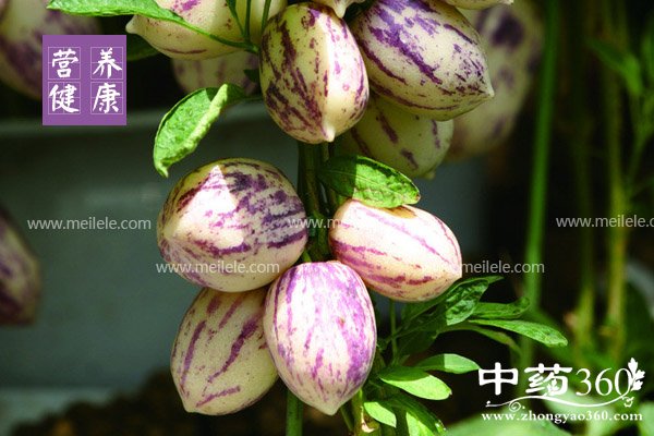 renshenguodeyingyangjiazhi