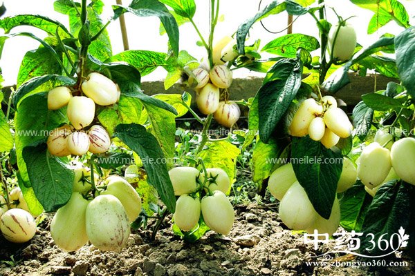 renshenguodeyingyangjiazhi