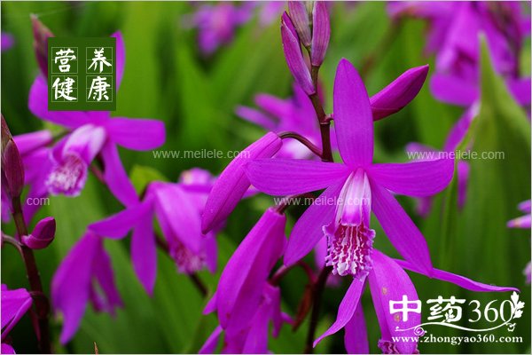 baijidemeironggongxiao