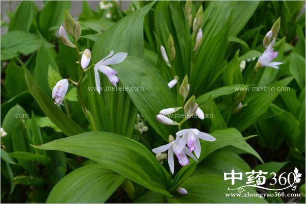 baijidemeironggongxiao