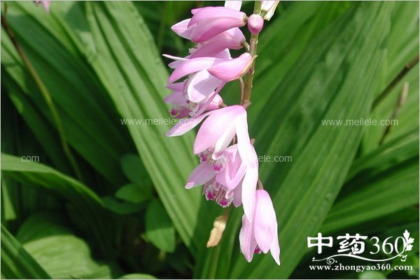 baijidemeironggongxiao