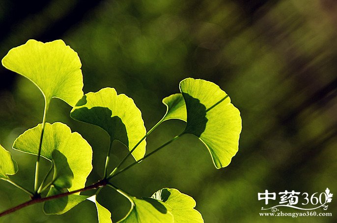 <a href='https://www.zhongyao360.com/z/yinxingye/' target='_blank'>银杏叶</a>治血脂稠