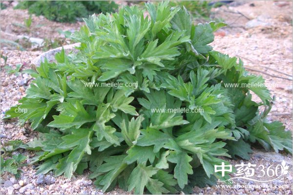 aicaodegongxiaoyuzuoyong