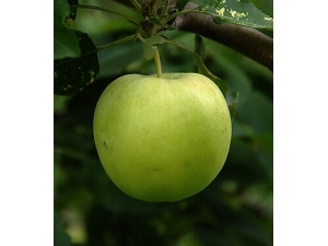 ������ʳָ�� ��Щˮ�������ڸ�������