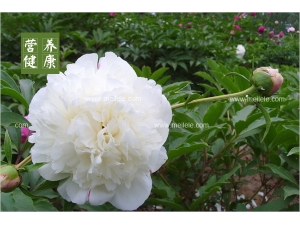 ���ֵĹ�Ч����������Щ ����ʹ�ý���