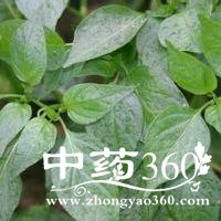 <a href='https://m.zhongyao360.com/z/lajiao/'></a>Ҷ