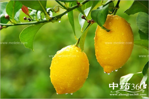 lingzhibunengheshenmetongchi