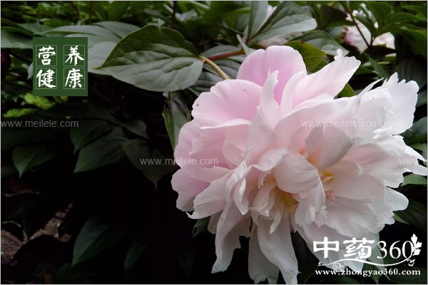 shengbaishaodegongxiaoyuzuoyong