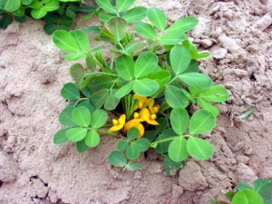 ���ƫ���������� ���� ������