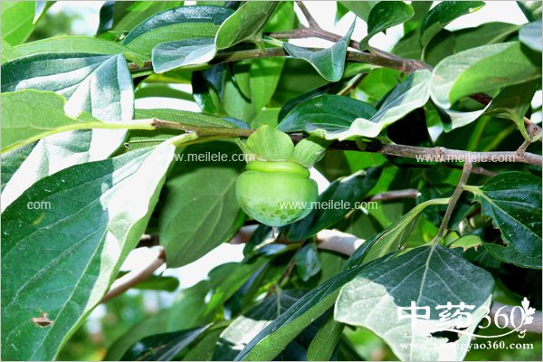 shizidegongxiaoyuzuoyong