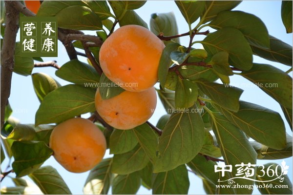 shizidegongxiaoyuzuoyong