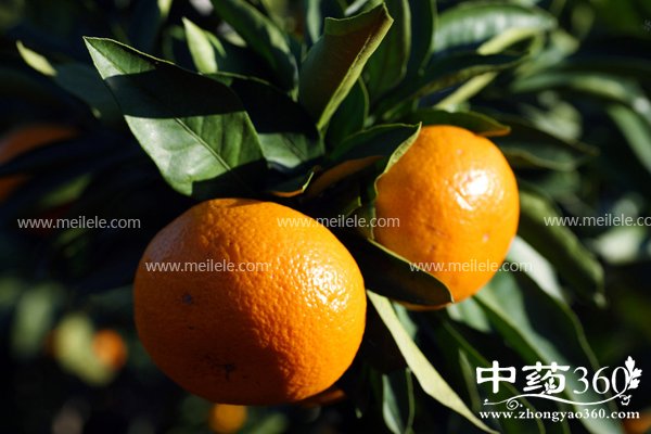 guoshushanshixianwei