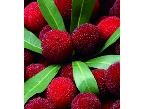 ��÷�Ĺ�Ч ������÷�ɴ����Ĵ�������Ч