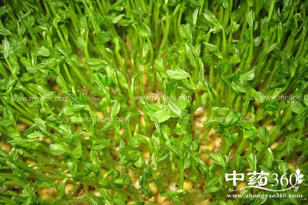 huangdouyabianlvkeyichima