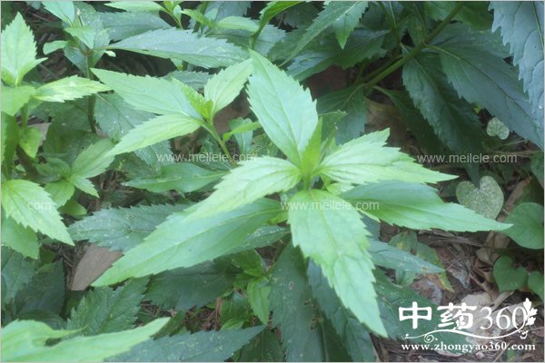 baijiangcaodegongxiaoyuzuoyong