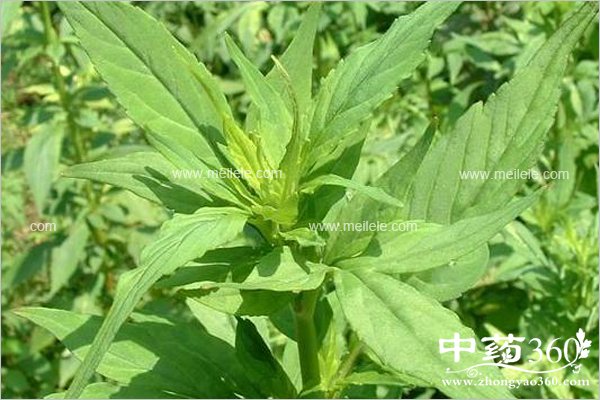 baijiangcaodegongxiaoyuzuoyong