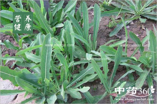 baijiangcaodegongxiaoyuzuoyong