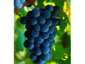 ʲôˮ����θ ������ˮ�������㱣��θ��