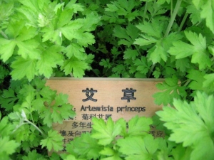 ҽϲƫ֮һ ղԺԸԼСë