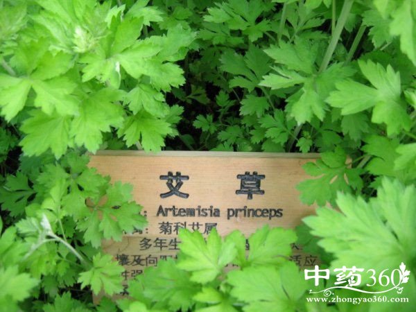 <a href='https://m.zhongyao360.com/z/aiye/'>Ҷ</a>Ѭƫͷʹ