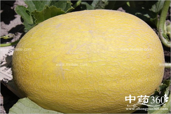 hamiguadegognxiaoyuzuoyong