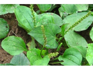 ʳ�ó�ǰ�ݵĽ��� ע�����Ҫ��