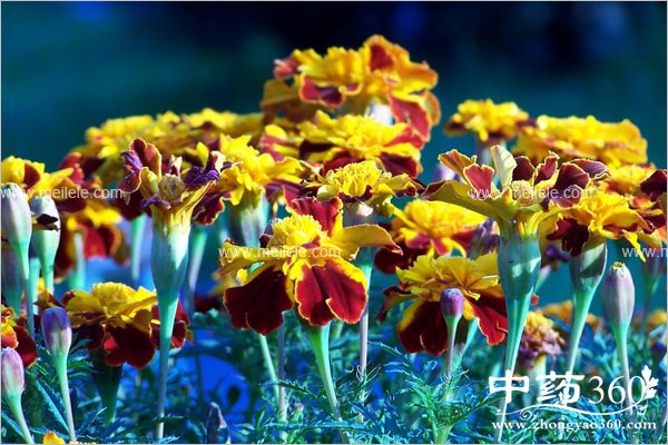 jinzhanhuadegongxiaoyuzuoyong