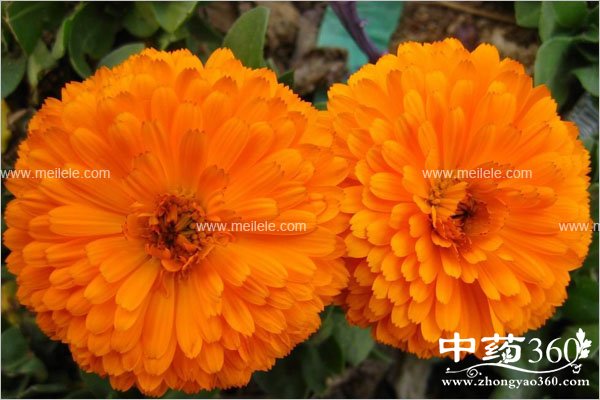 jinzhanhuadegongxiaoyuzuoyong