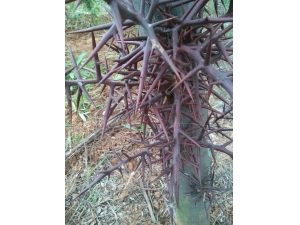 中药皂角刺的功效与作用 识别真假皂角刺的方法