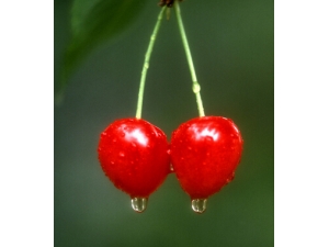 ��ʲô��˥�� 7ˮ����˥��Ч�����