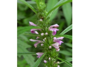 ���¾�ʱ����ĸ��������Ѫ����ĸ�ݵĹ�Ч