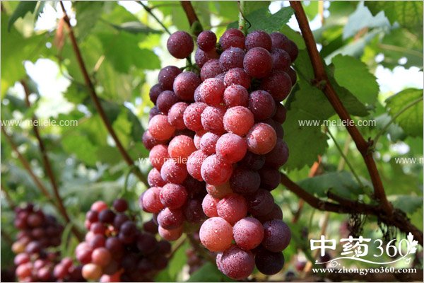 hongtideyingyangjiazhi