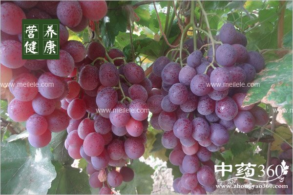 hongtideyingyangjiazhi