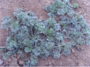 ���Ѽ���������� ������ʪЧ����