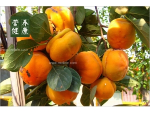 ���Ӳ��ܺ�ʲôͬ�� �����ӵĽ��ɴ�ȫ