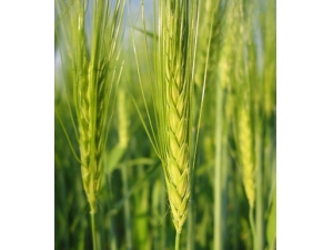 �������� �˴�ƽ�ʳƷ���������������