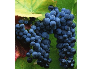 ���ѵĹ�Ч������ ��ʳ��8��ô�