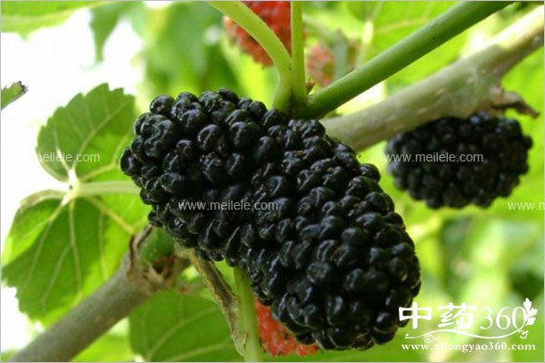 sangshendegongxiaoyuzuoyong