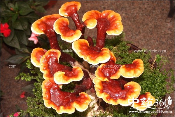 chilepidanbunengchishenme