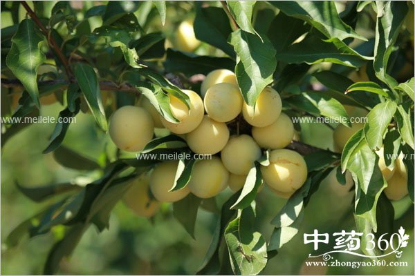 chilepidanbunengchishenme