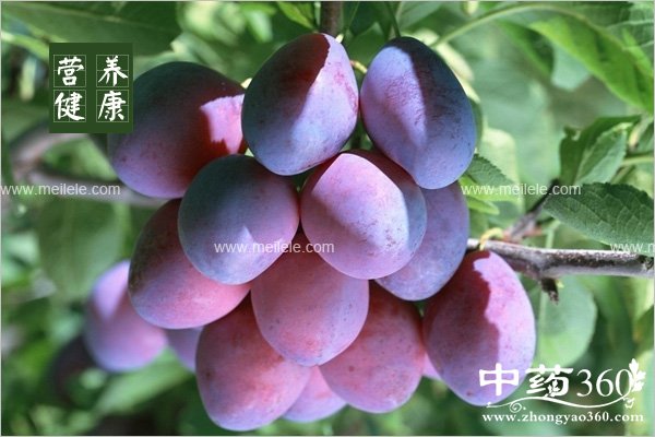 chishenmshuiguoyangwei