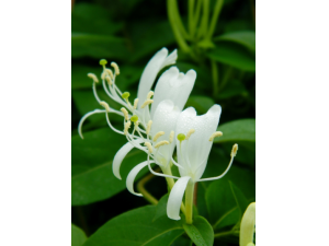 ���ʰ�ȫ���� ������ҩ�������и�������