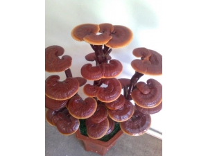 ����������ҩƷ �̵�8��������˥����ҩ