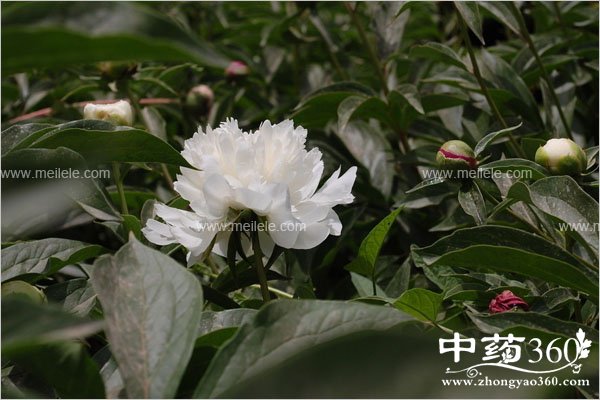 chaobaishaodegongxiaoyuzuoyong